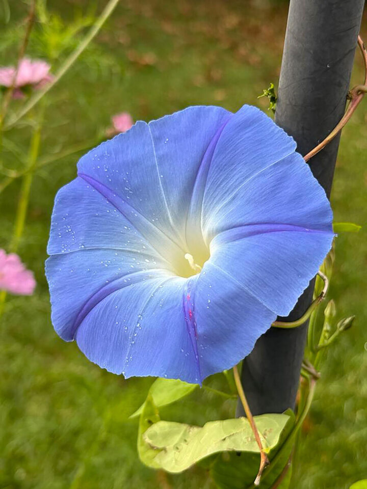 sprouting-flower-seeds-morning-glory