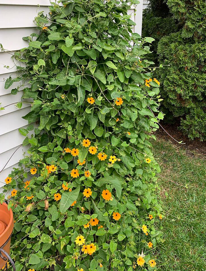 climbing black eyed susan vine growing in backyard