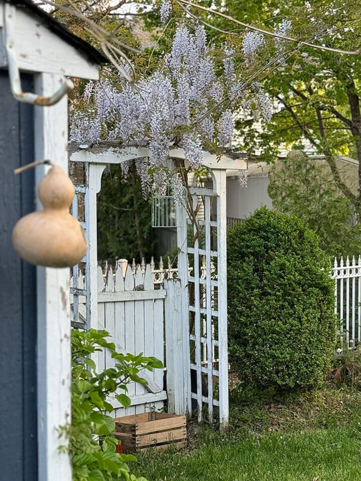 weekend-gardening-projects garden arbor with wisteria