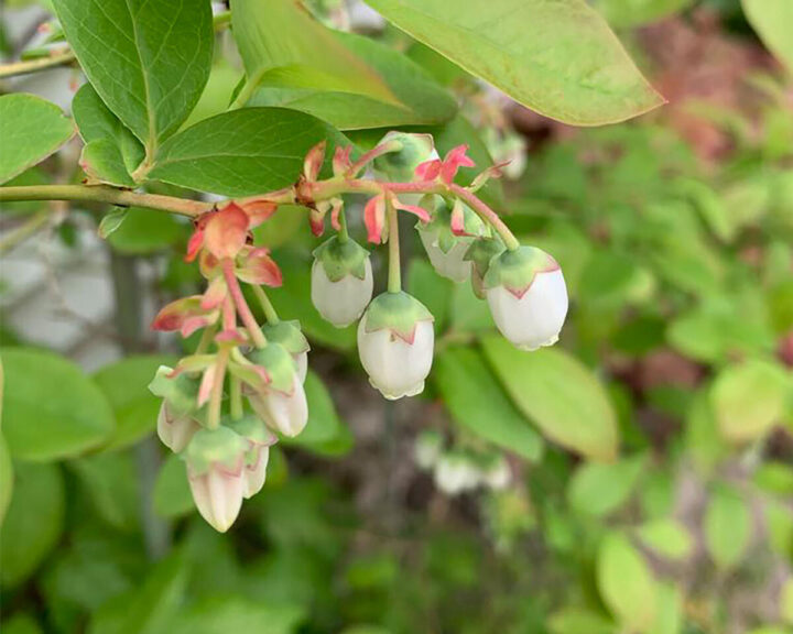 garden-ideas-that-can-be-done-in-a-day