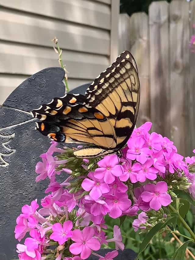 flowers-that-attract-butterflies-and-hummingbirds