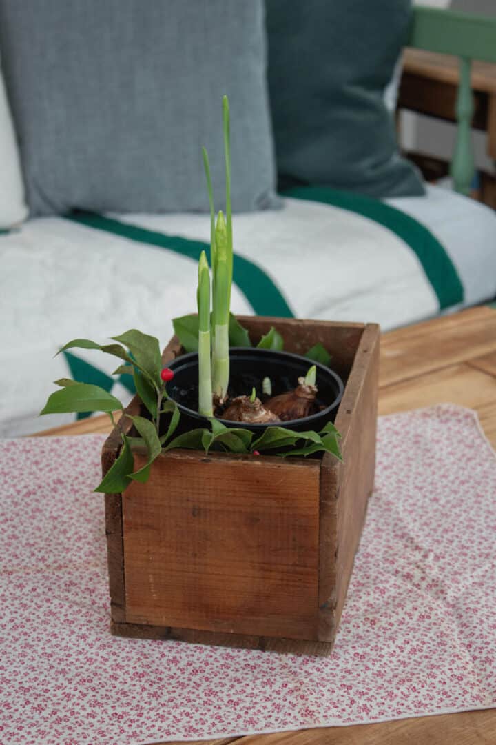 DIY-container-with-paperwhites-bulbs